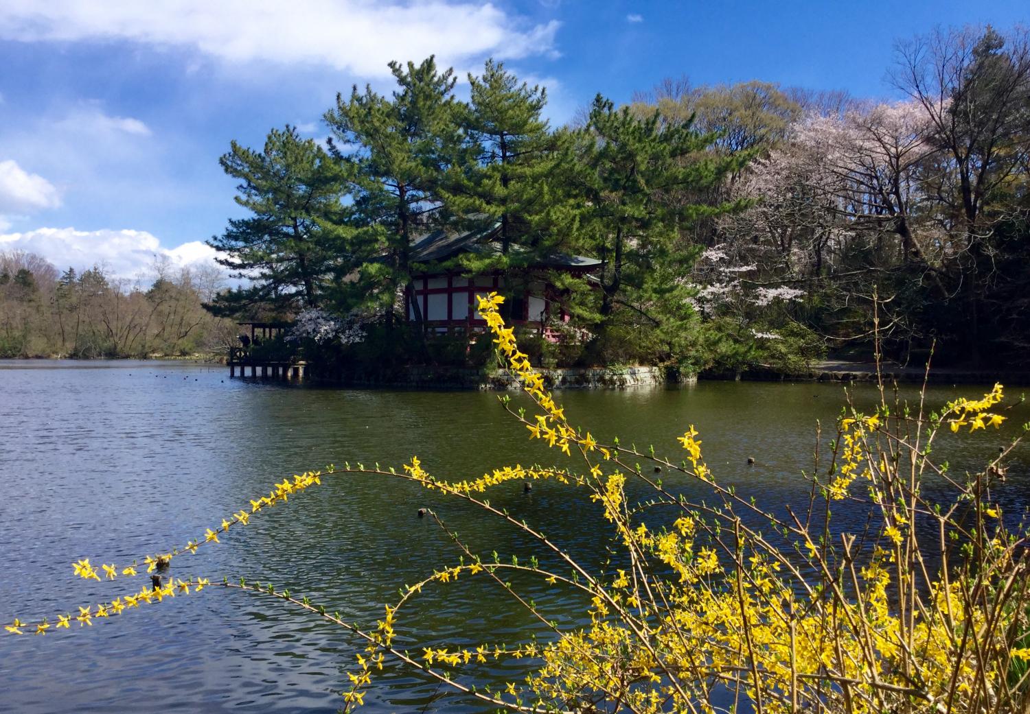 大好きな三宝寺池