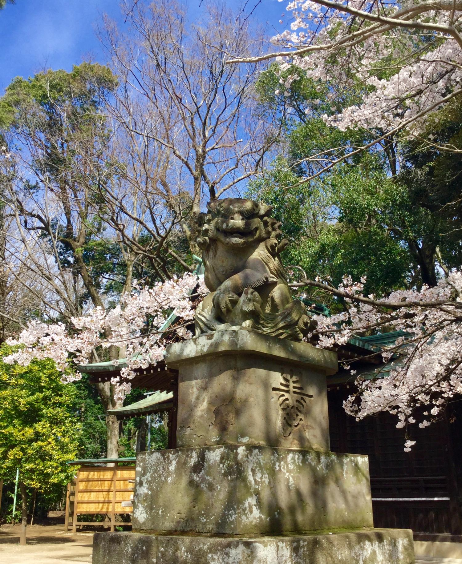 桜の花に囲まれて