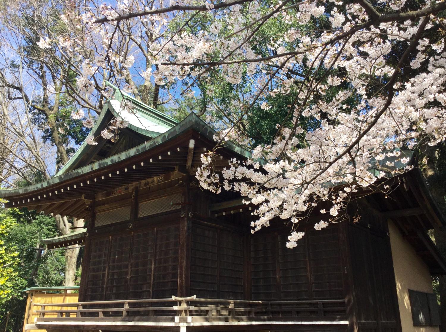 桜の花に囲まれて 3