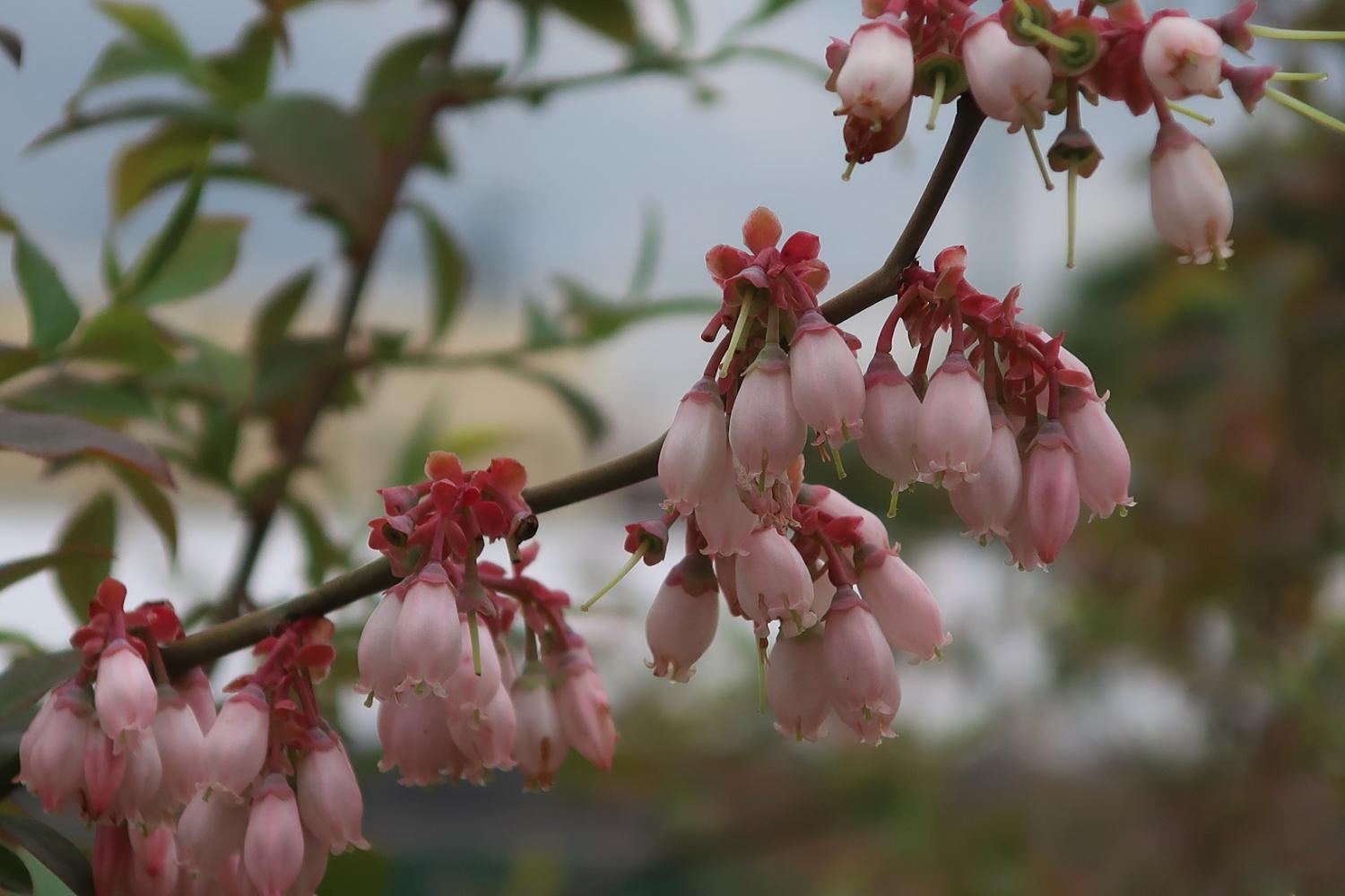 ブルーベリーの花 とっておきの練馬 写真館 とっておきの練馬