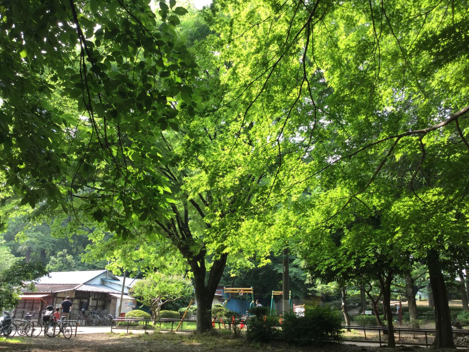 ある日の石神井公園