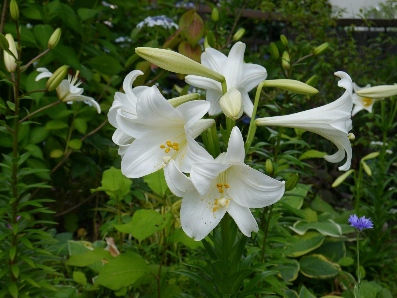 四季の香ローズガーデンのユリの花