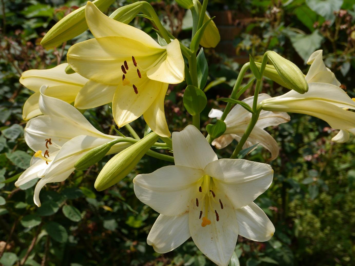 四季の香ローズガーデンのユリの花 画像