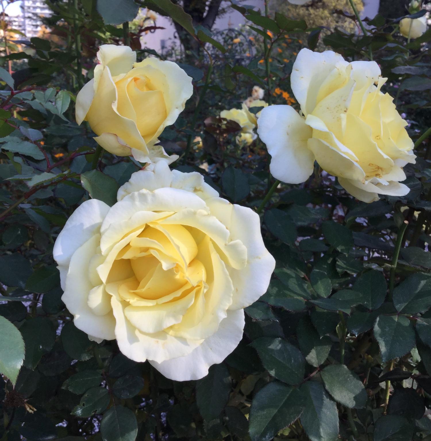 薔薇に恋して！！ 2