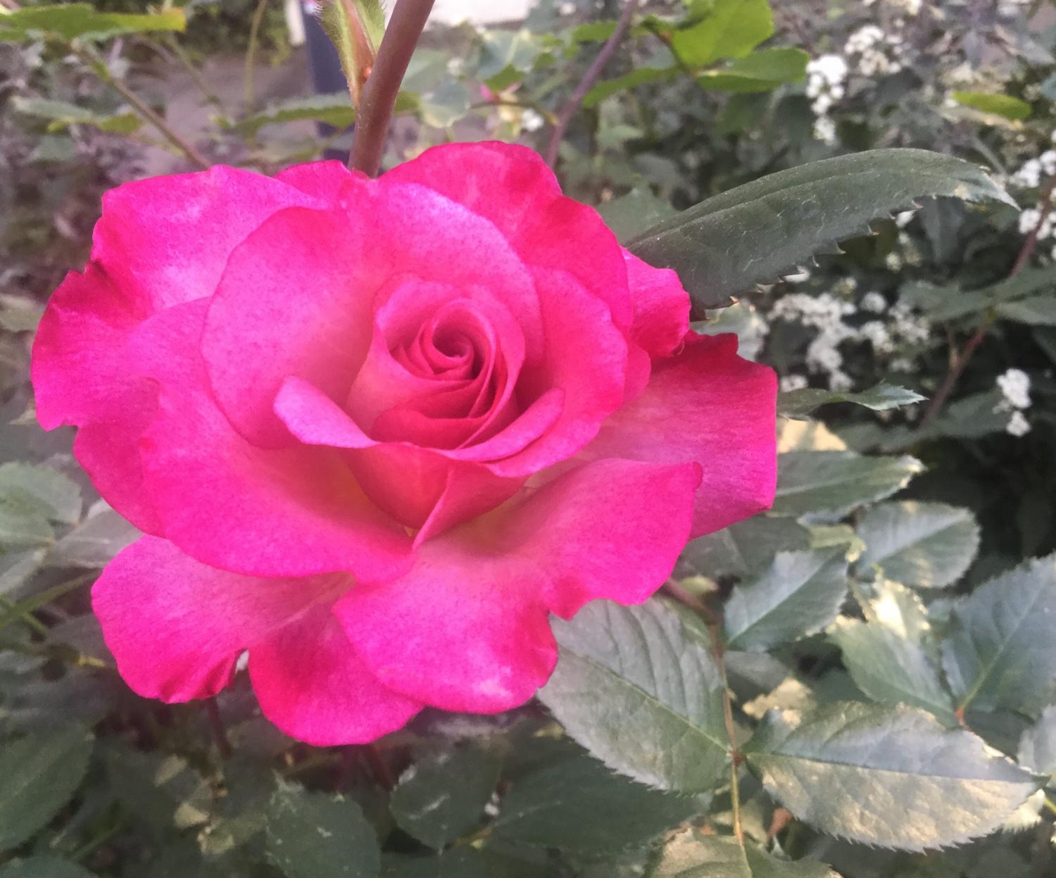 薔薇に恋して！！ 3