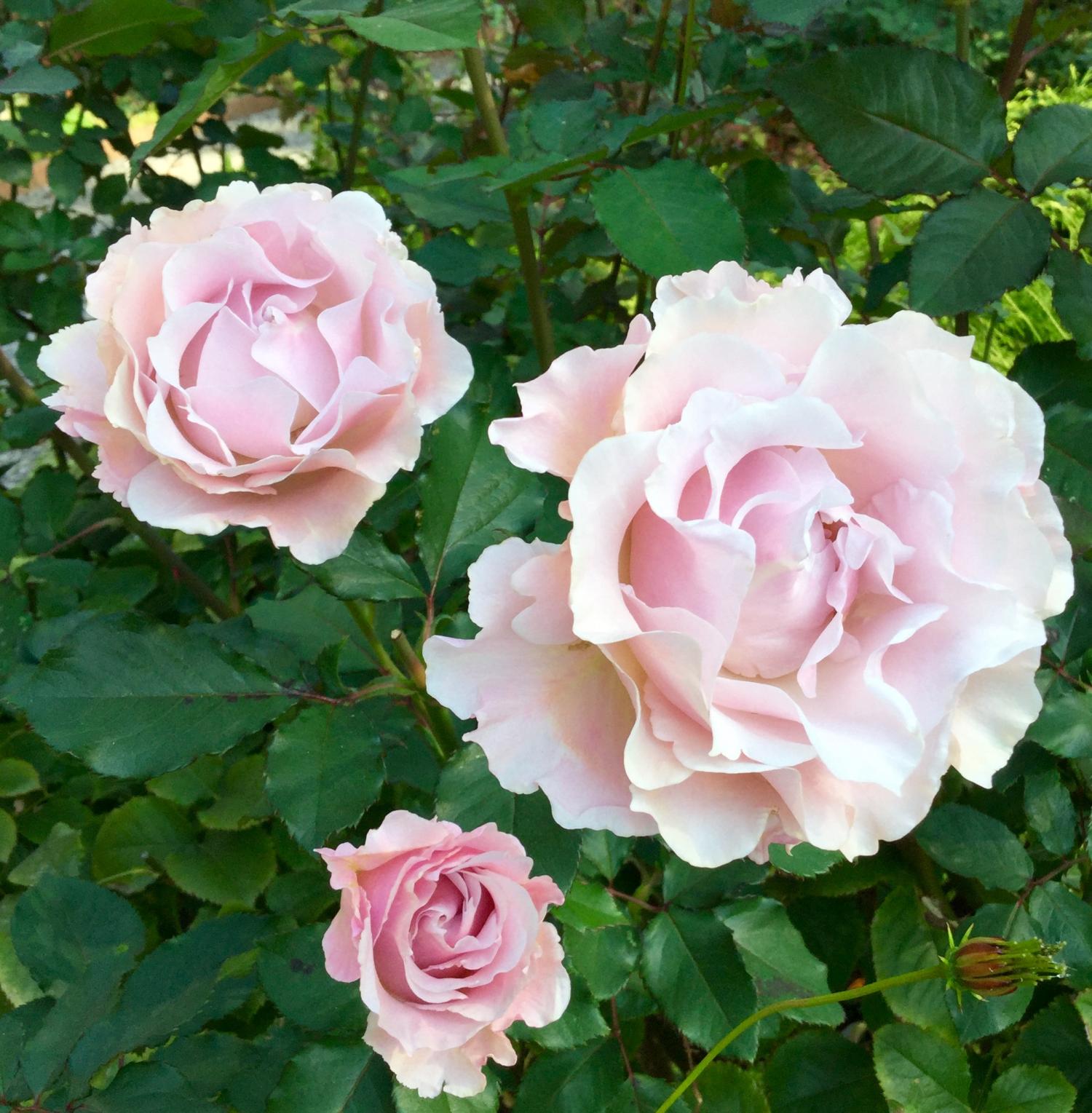 薔薇に恋して！！ 4