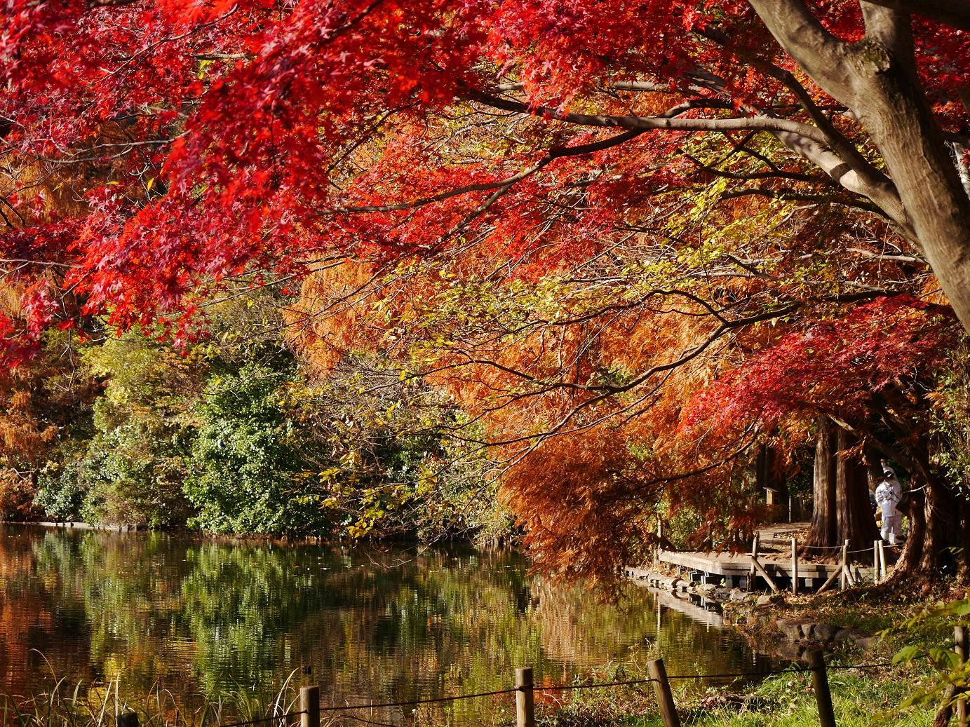 石神井公園の紅葉 画像