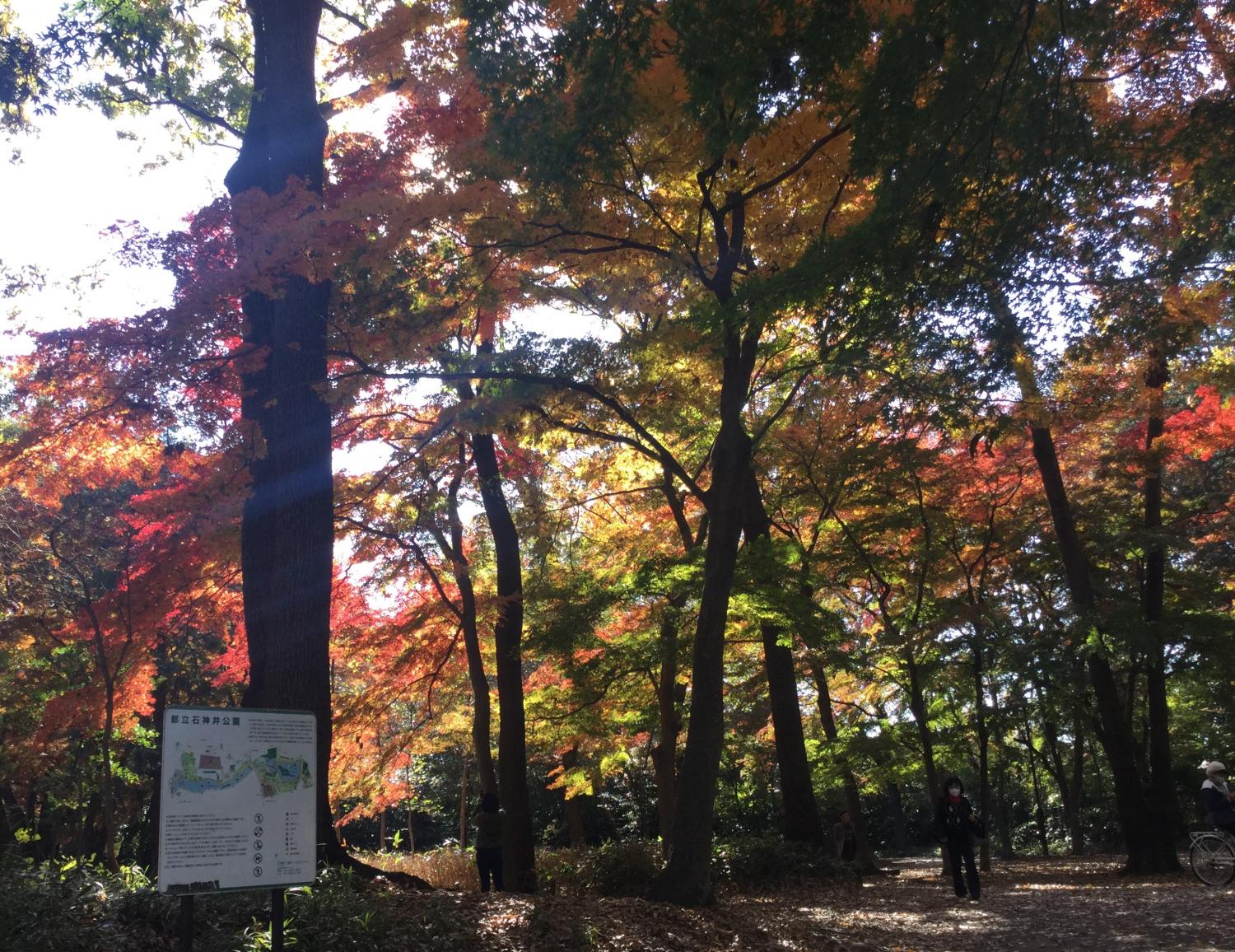 石神井公園野鳥誘致林の紅葉 画像