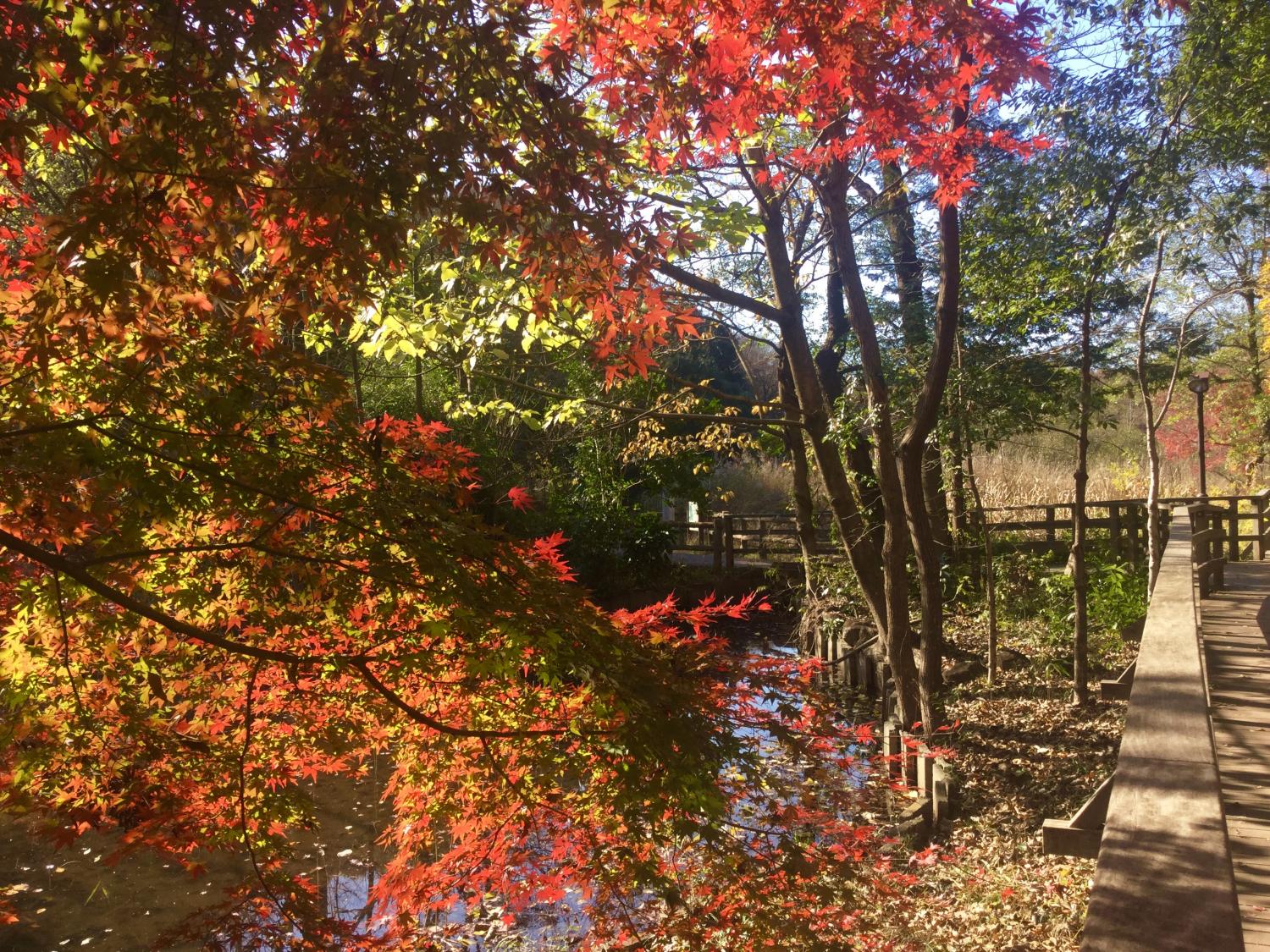 紅葉の季節  大好き！