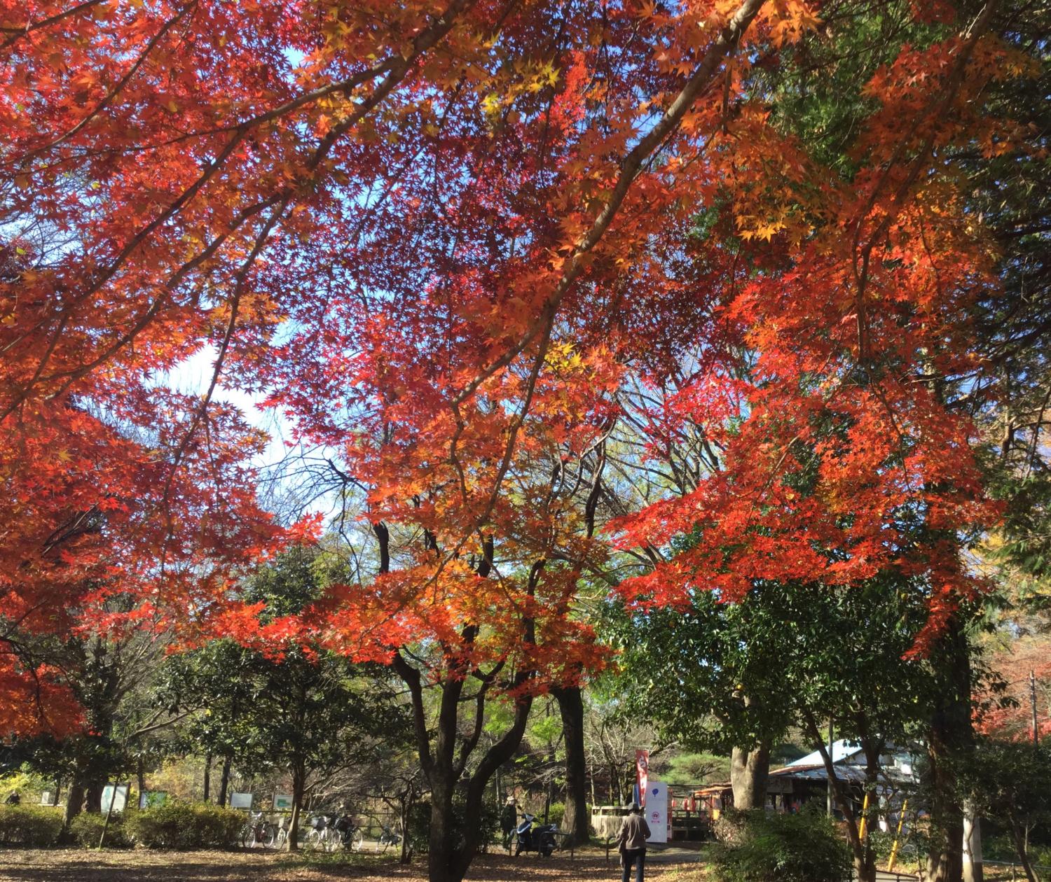 紅葉の季節  大好き！ 画像