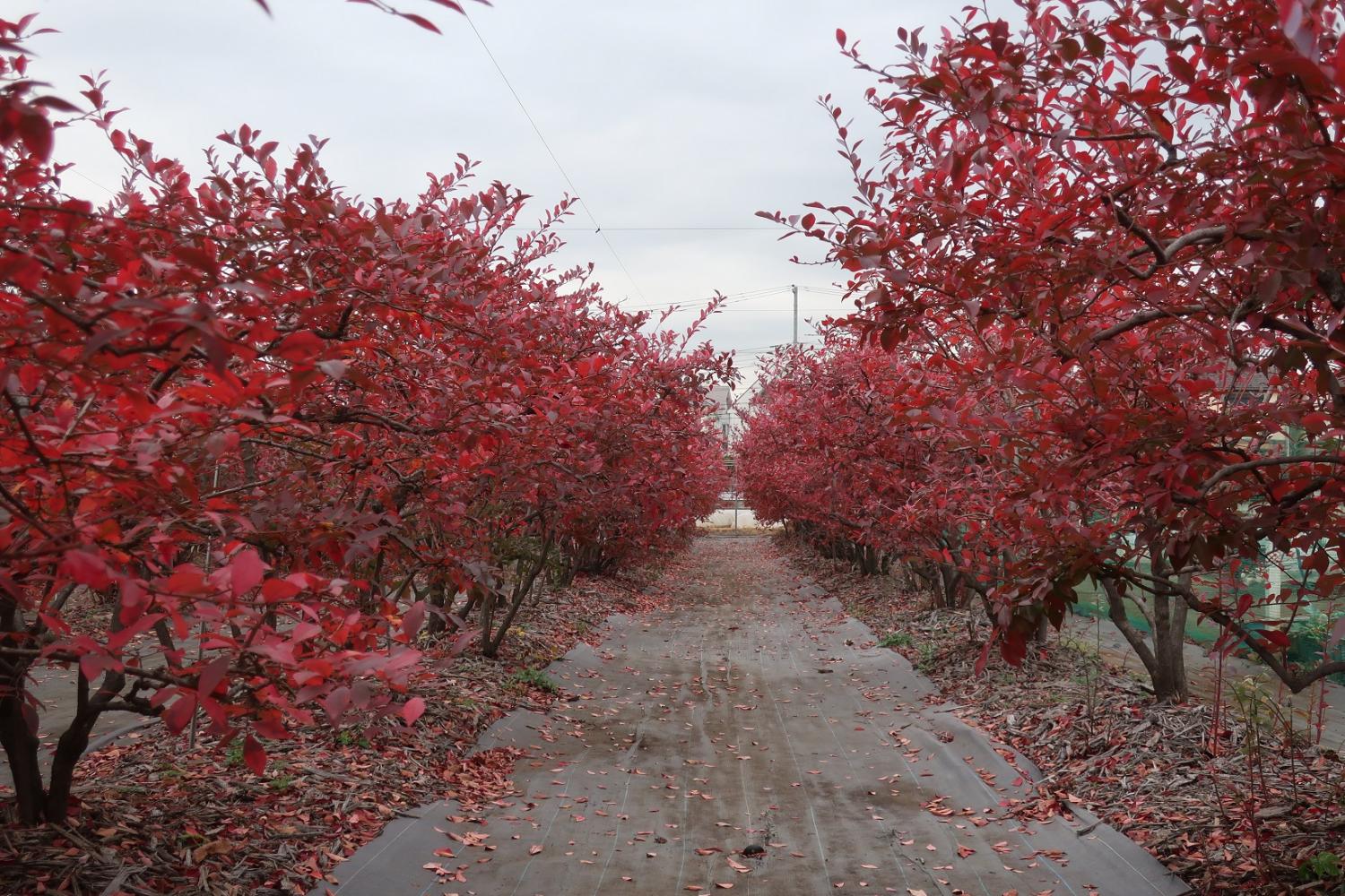 ブルーベリー園の紅葉