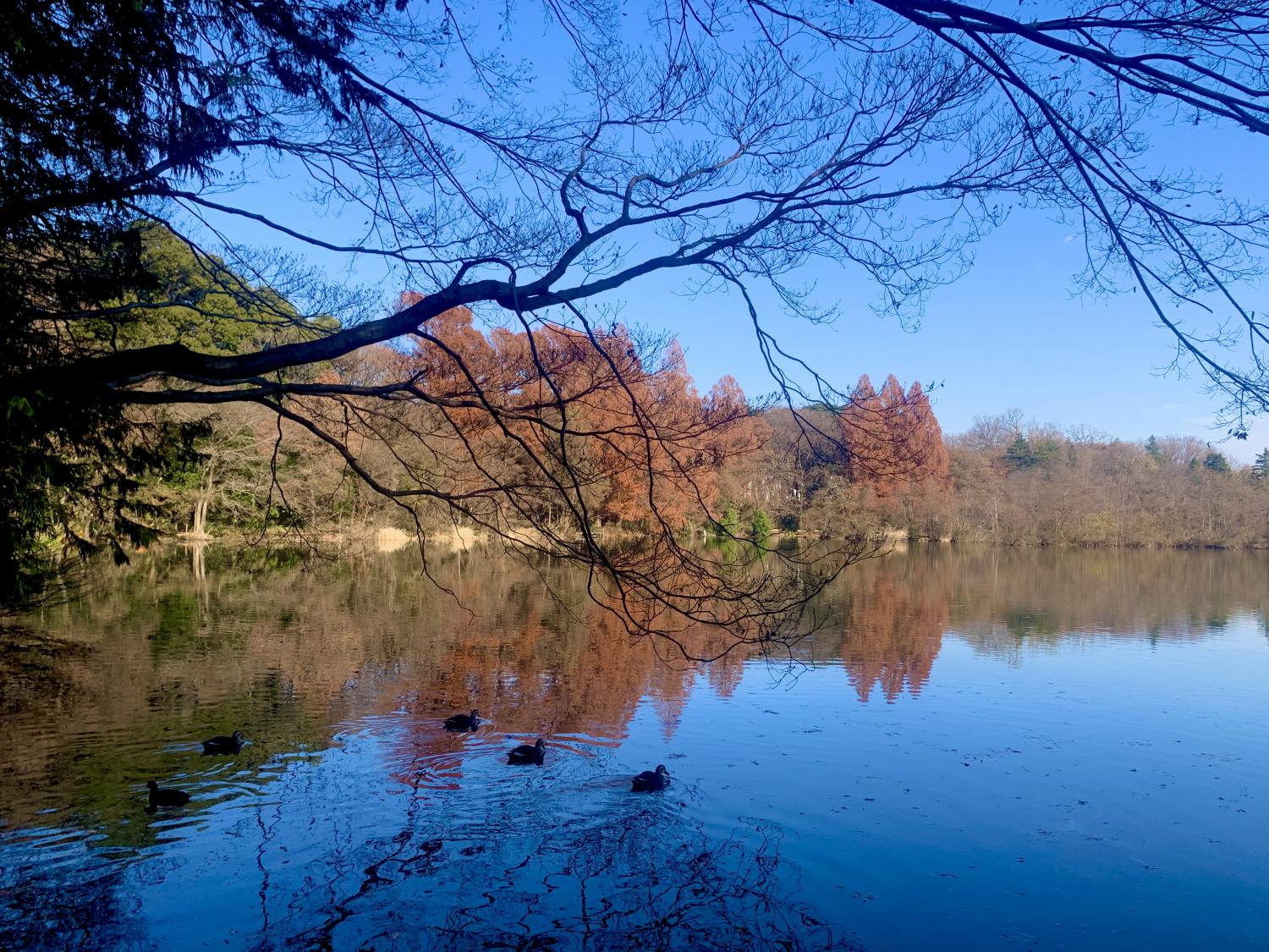 初冬の三宝寺池