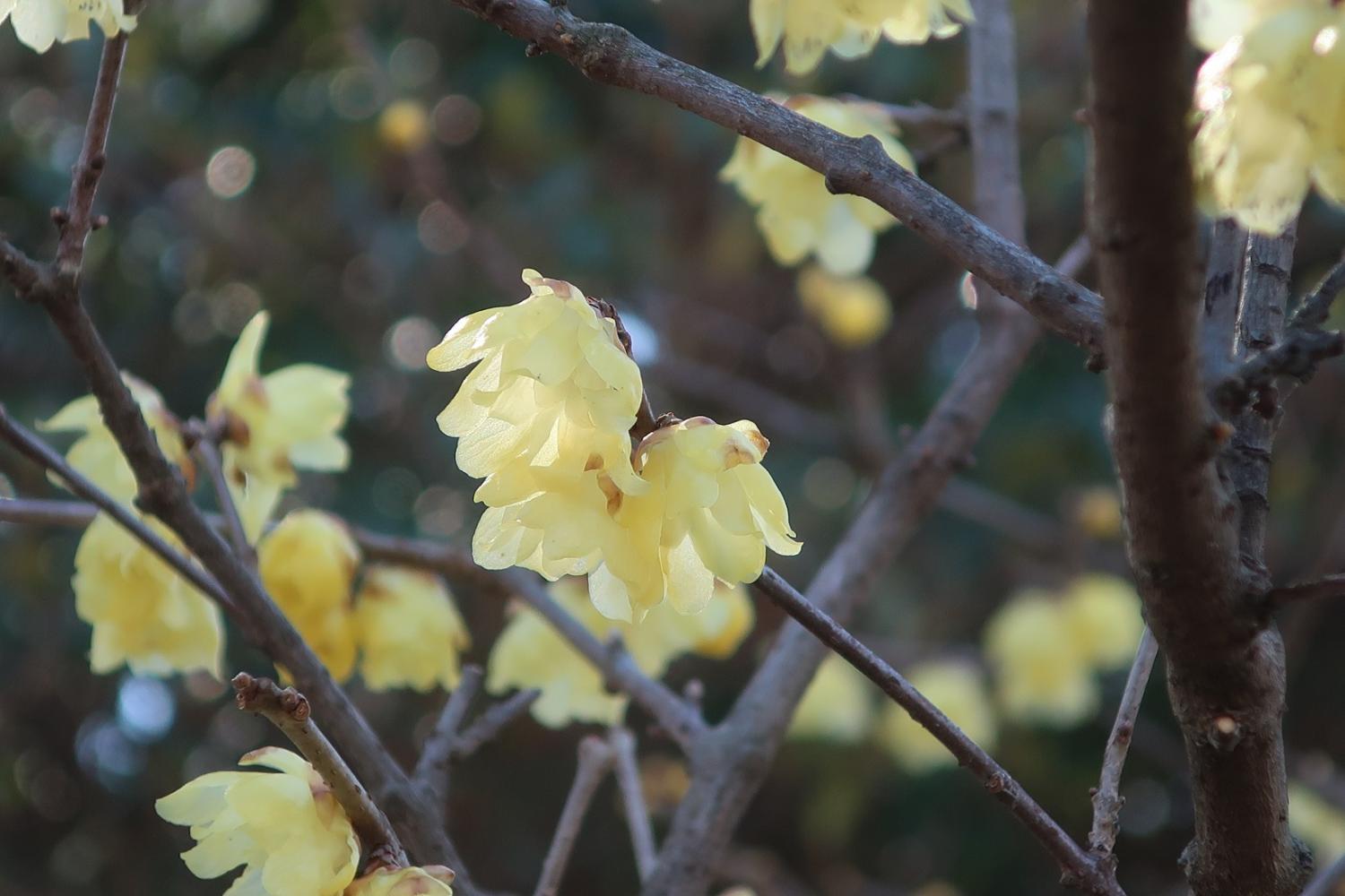 蠟梅の花（武蔵関公園）