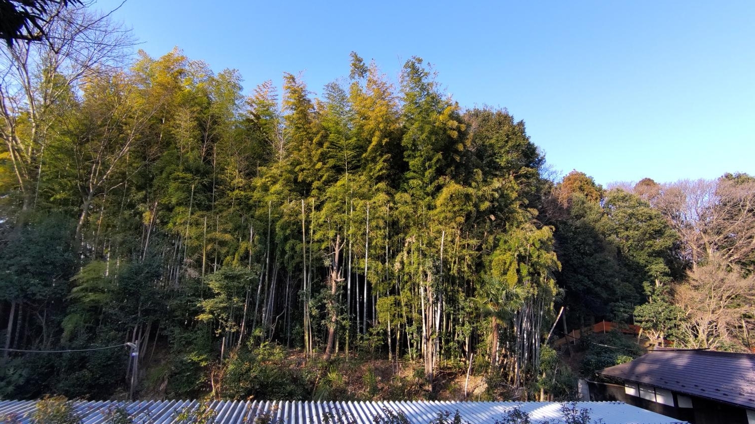 三宝寺裏の巨大竹林（写真向かって右端が石神井公園）