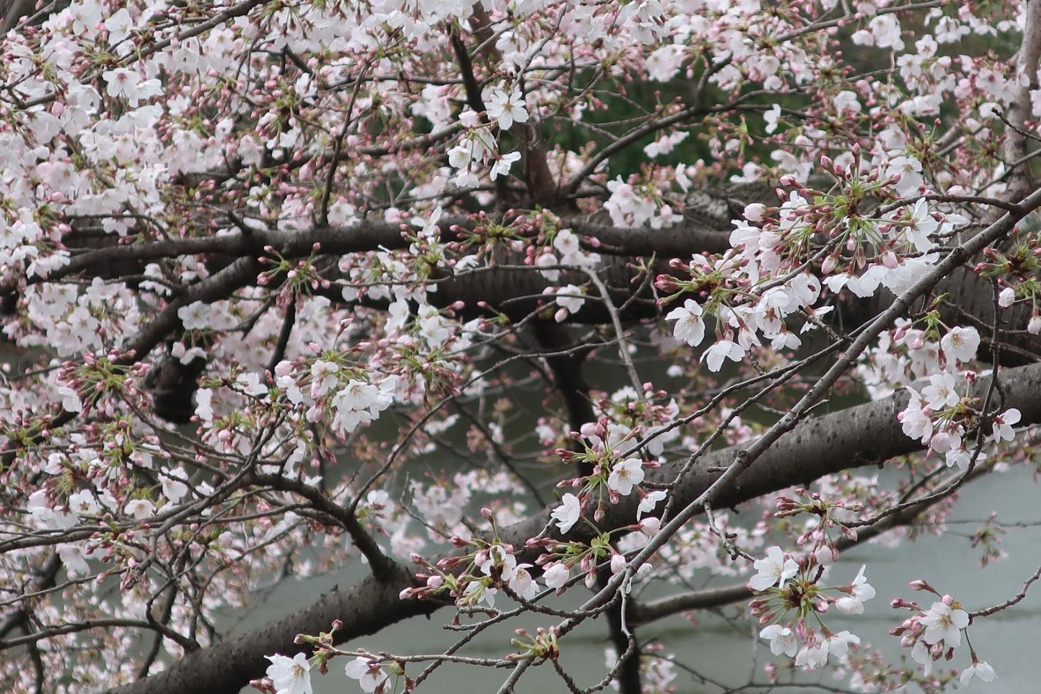 サクラは三分咲です。（武蔵関公園・付近）3/22 4