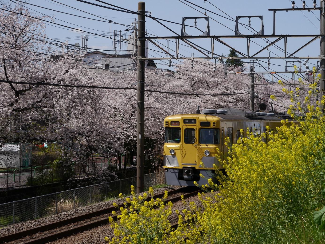 満開の桜、菜の花と西武線 2
