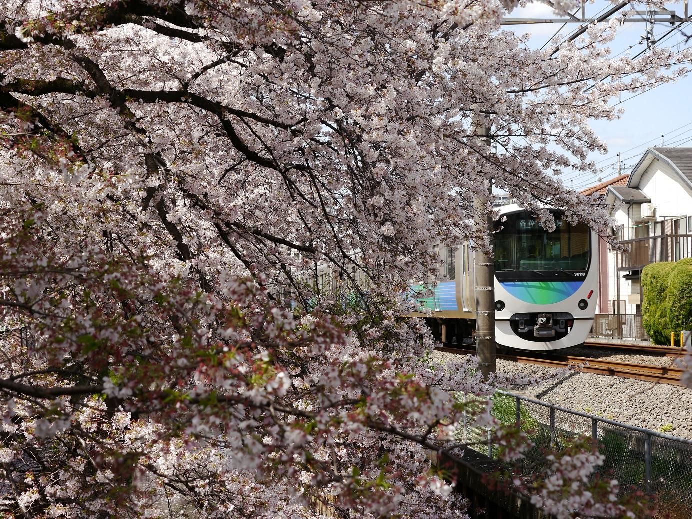 満開の桜、菜の花と西武線 3