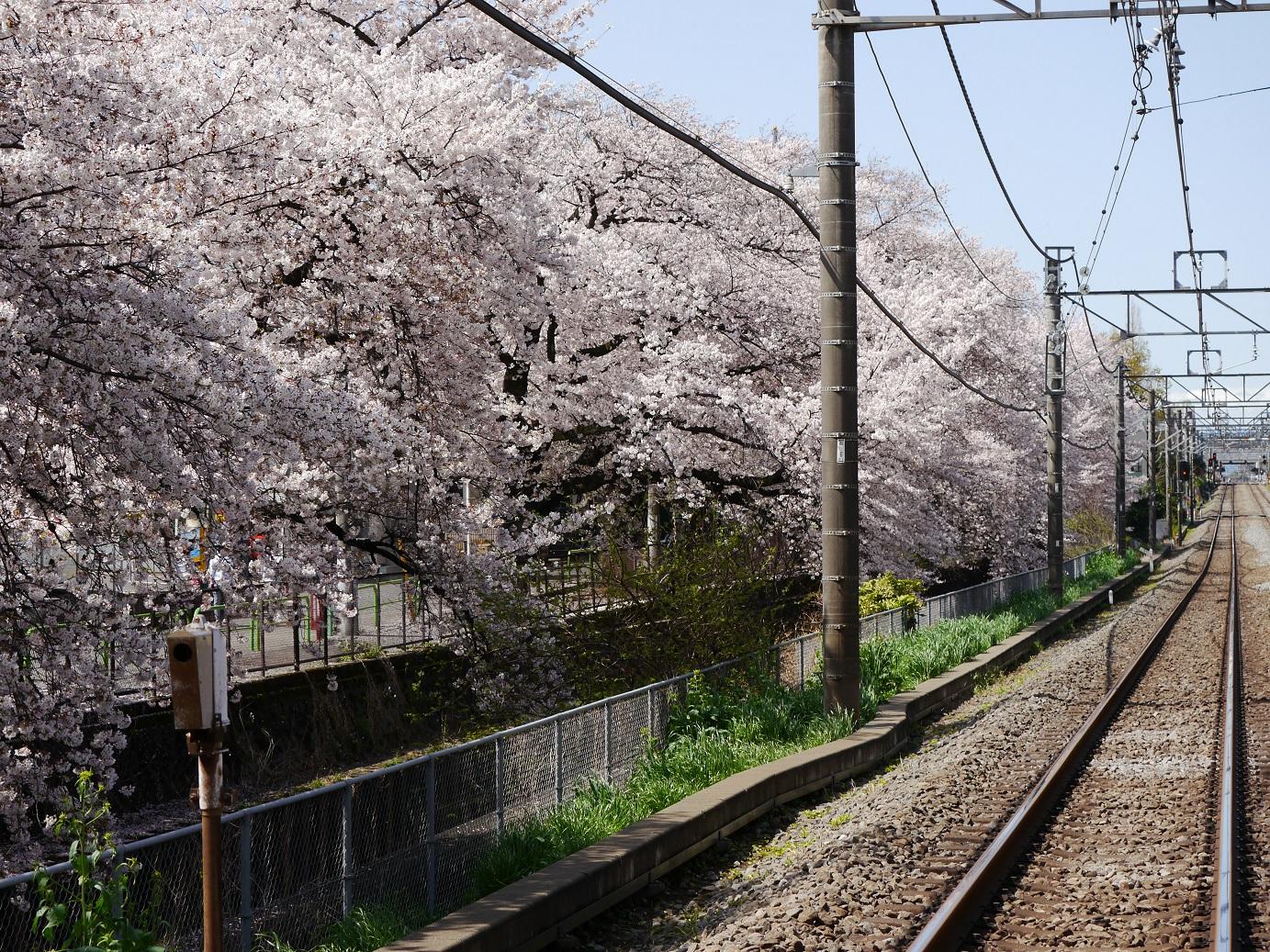 満開の桜、菜の花と西武線 4