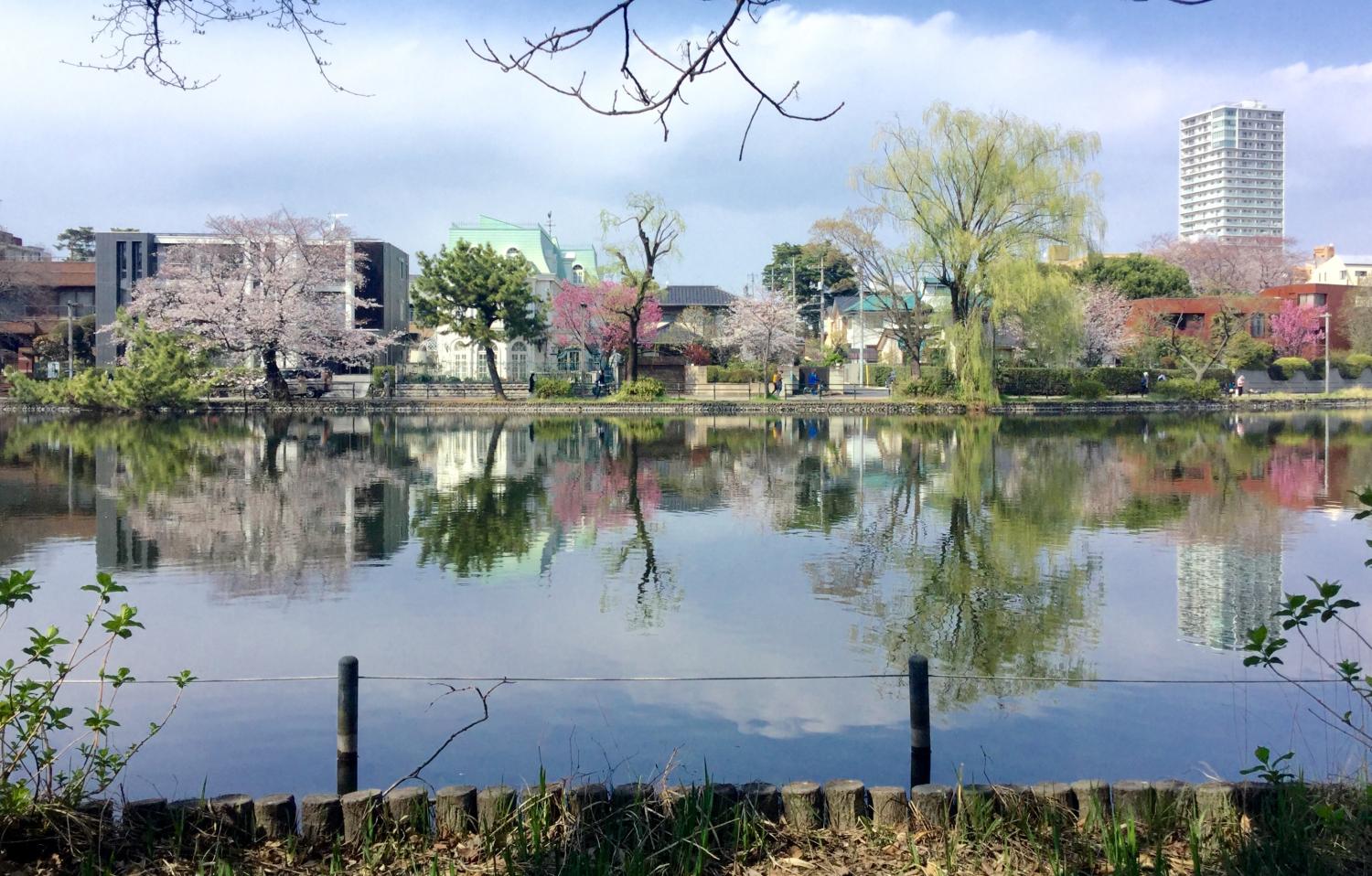 桜の季節 大好き！