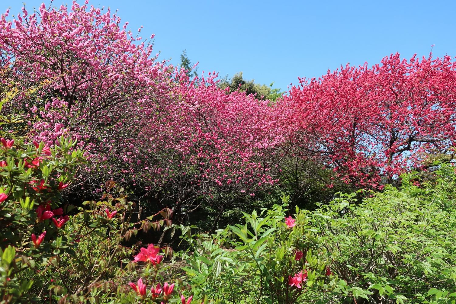 花桃と八重桜のウエーブ