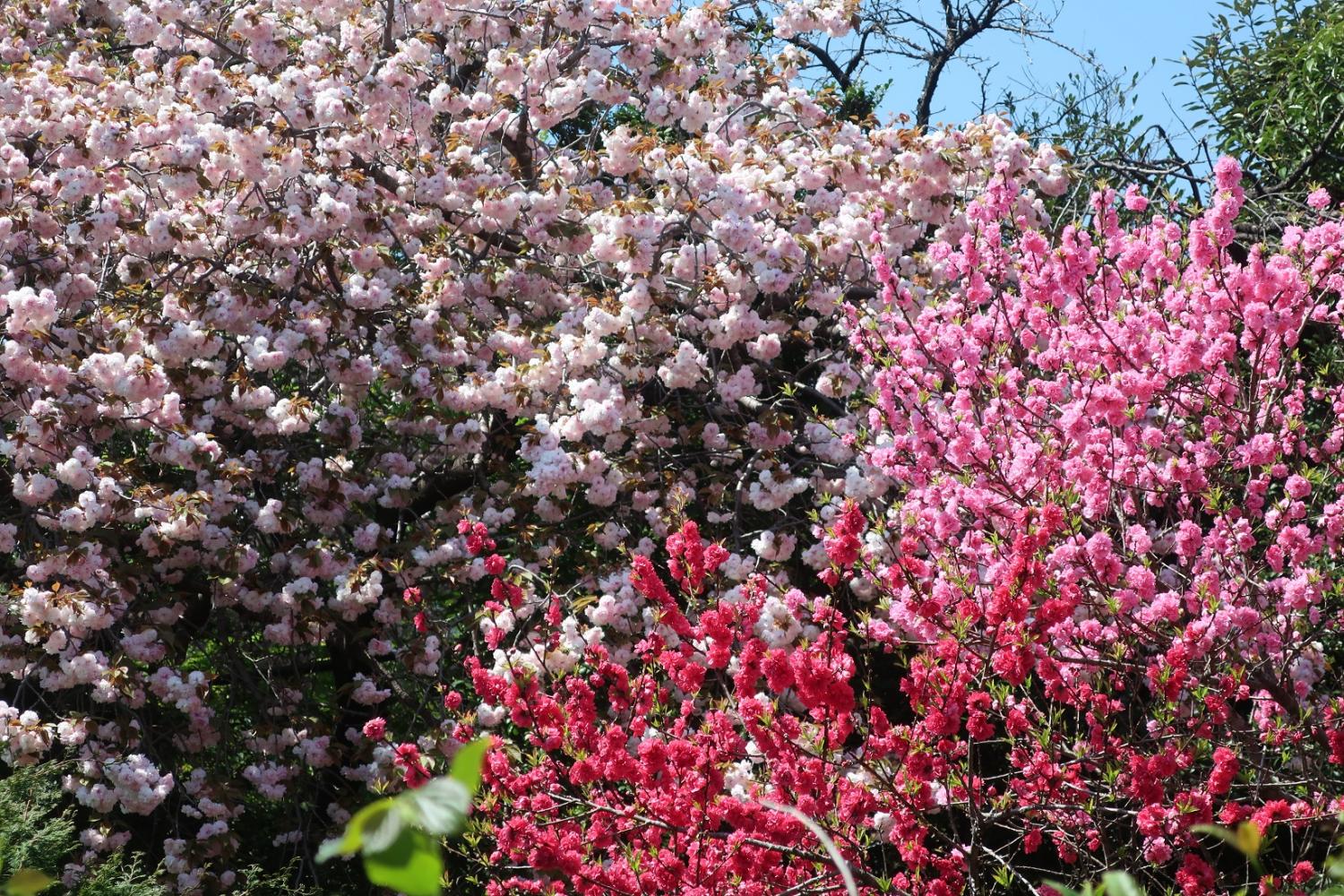花桃と八重桜のウエーブ 2