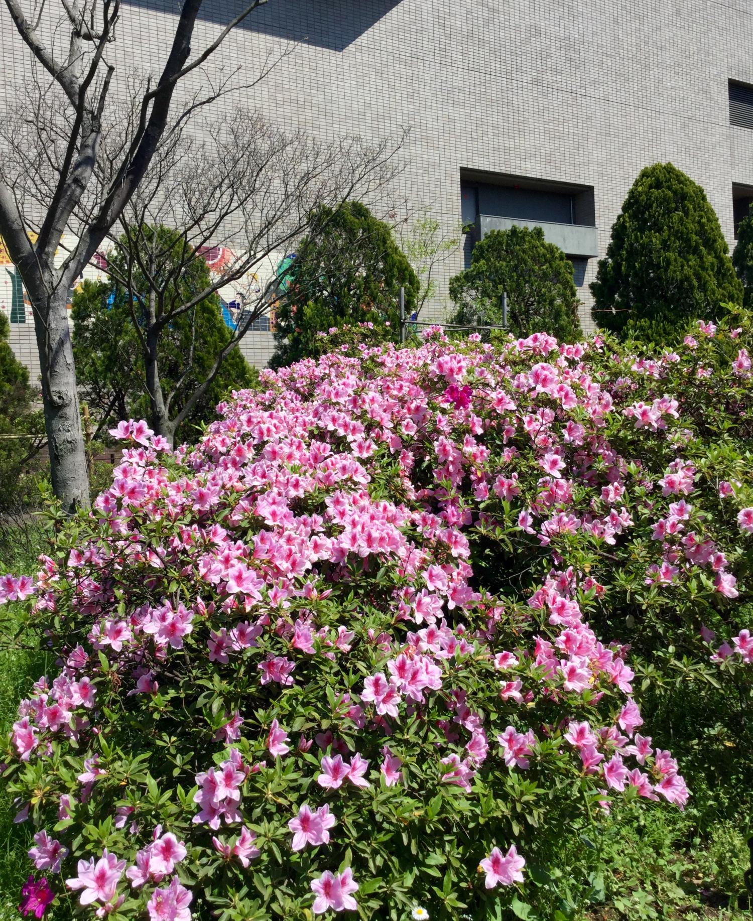 平成つつじ公園のツツジ 2