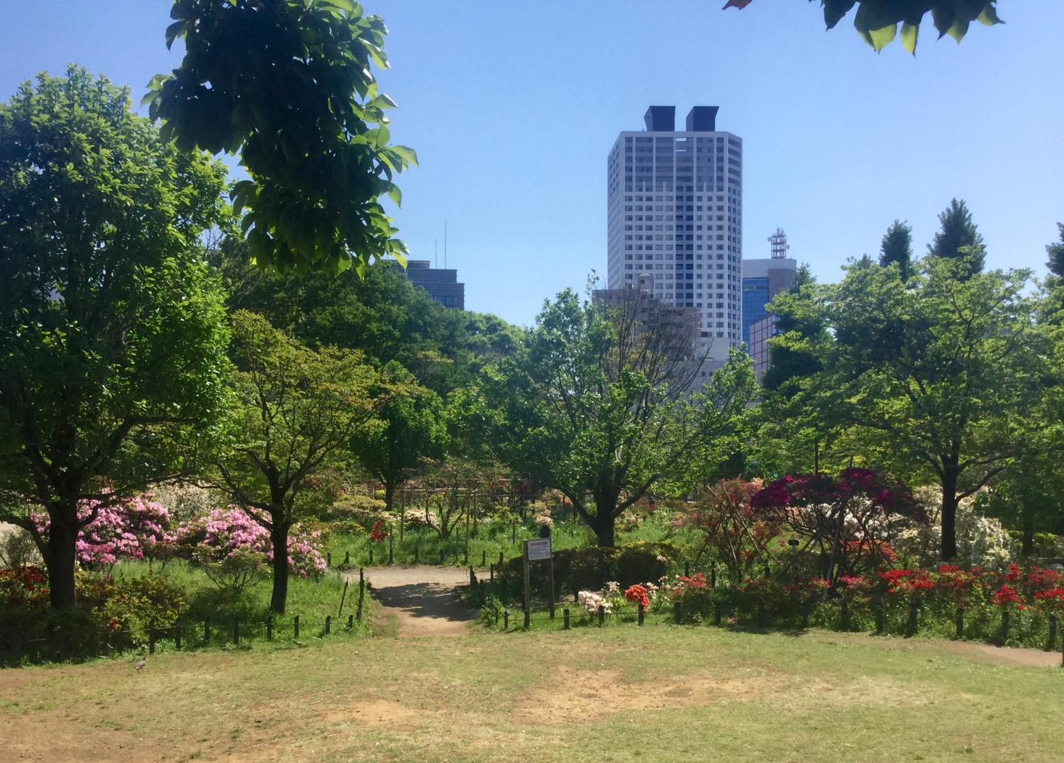 平成つつじ公園のツツジ 4
