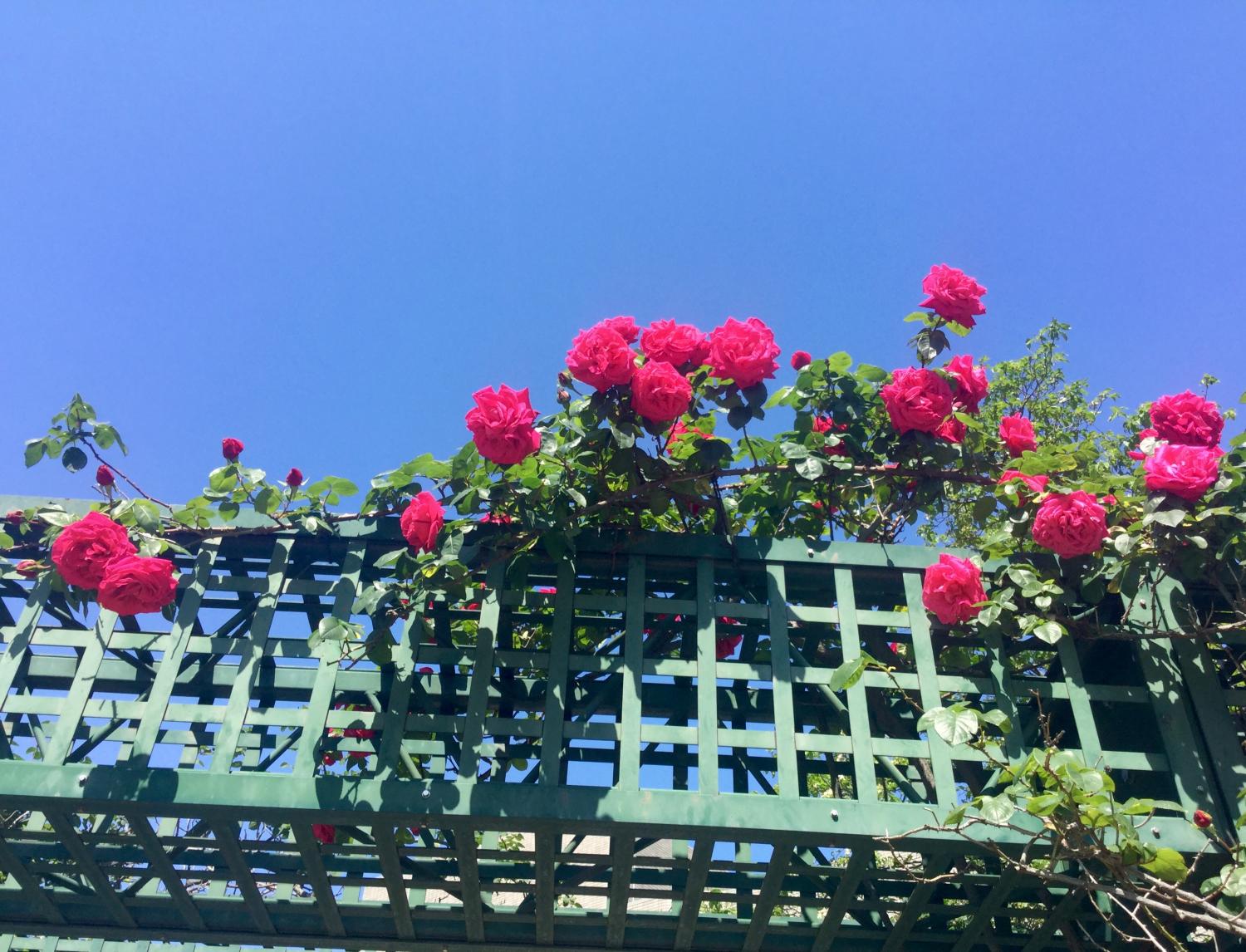 薔薇がとっても綺麗 3