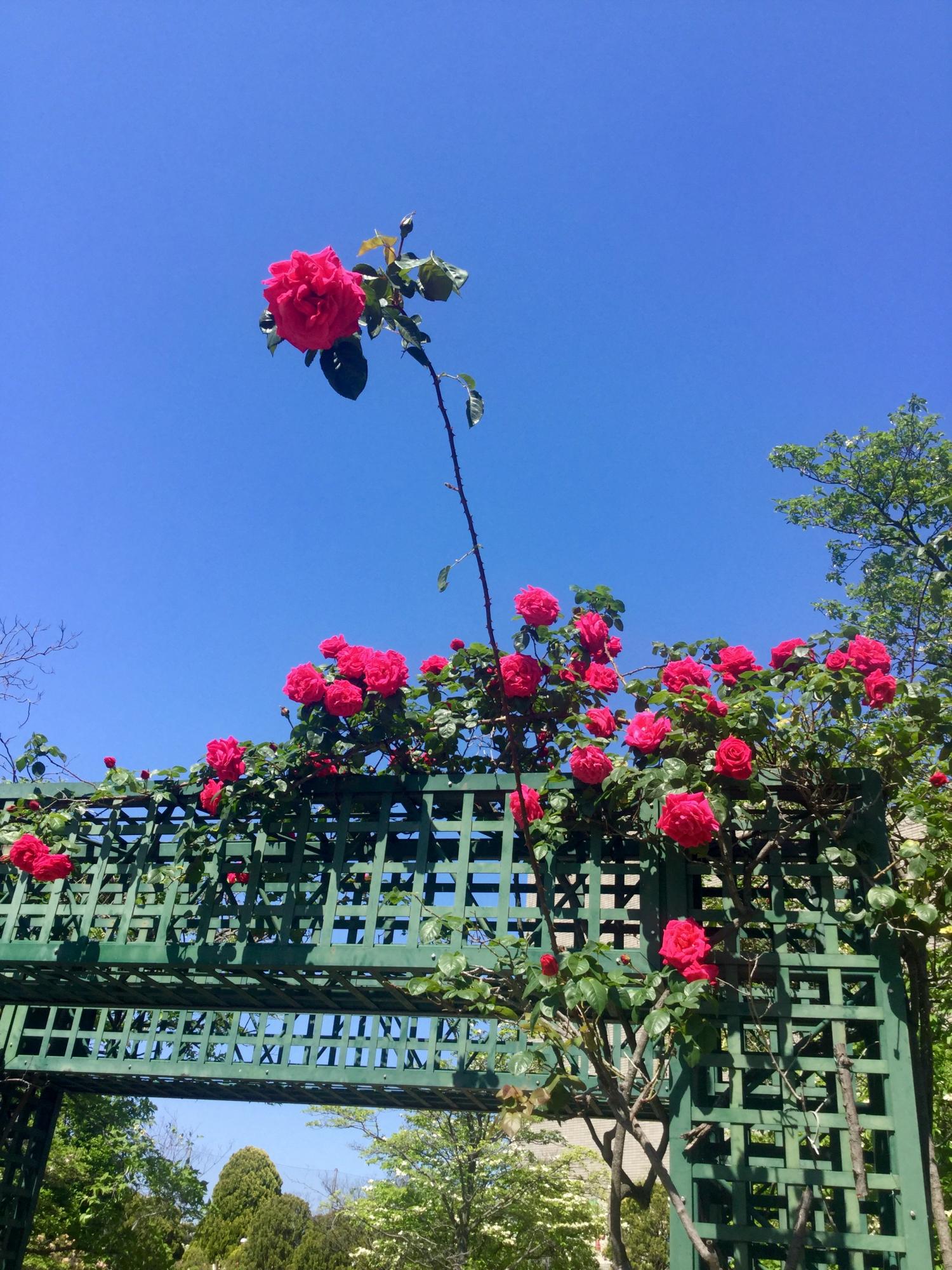 薔薇がとっても綺麗 4