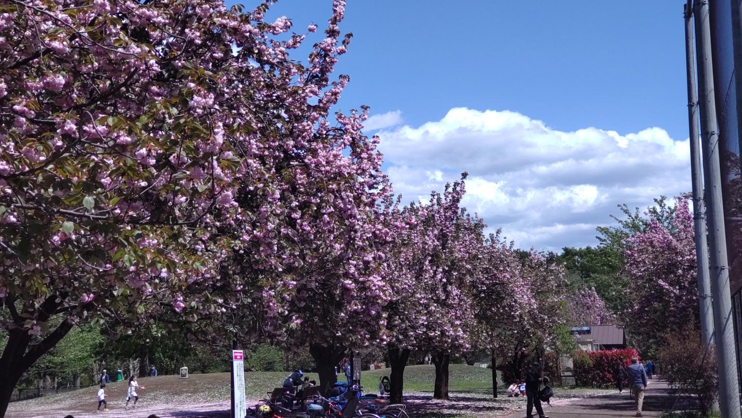 石神井公園の八重桜並木（B地区野球場と草地広場の間）