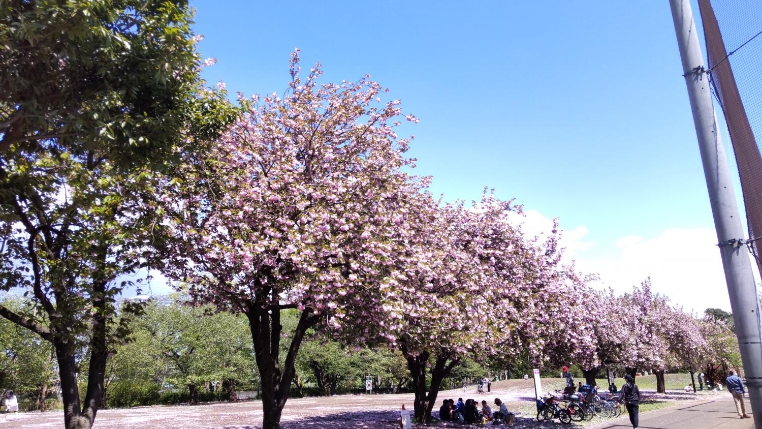 石神井公園の八重桜並木（B地区野球場と草地広場の間）その２ 画像
