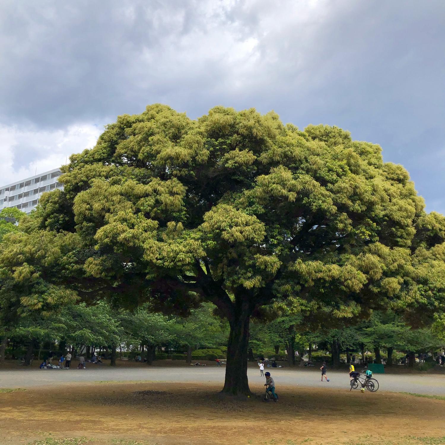 大きな栗の木の下で