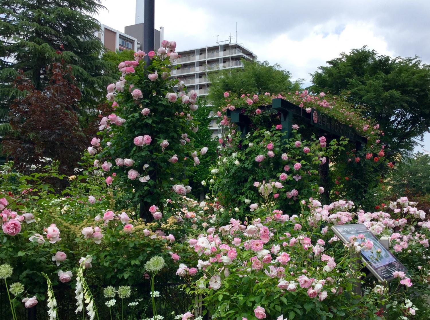 満開の薔薇 素敵！②