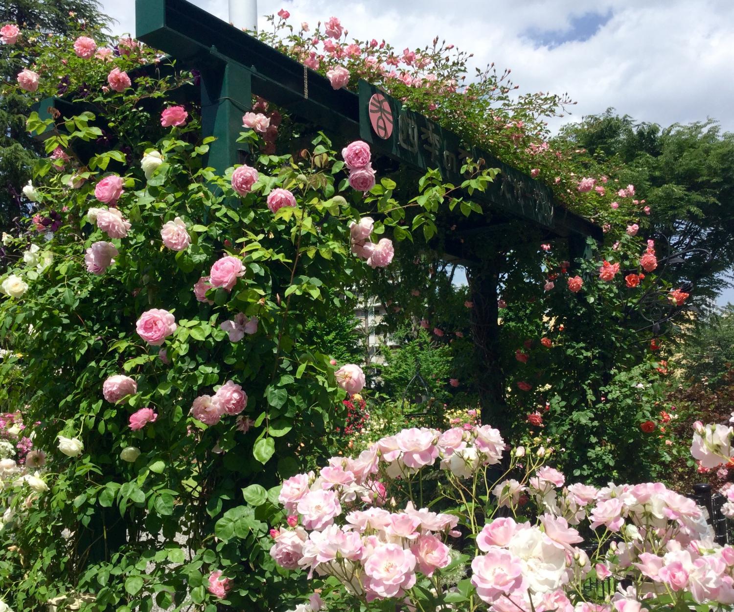 満開の薔薇 素敵！② 2