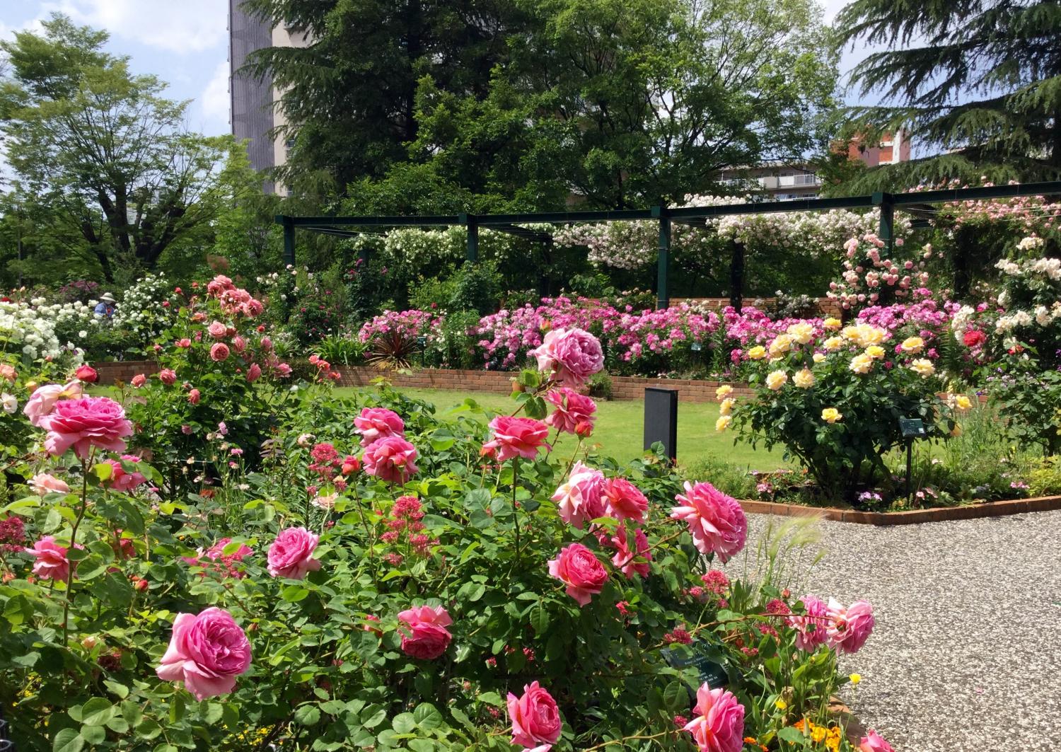 満開の薔薇 素敵！② 3