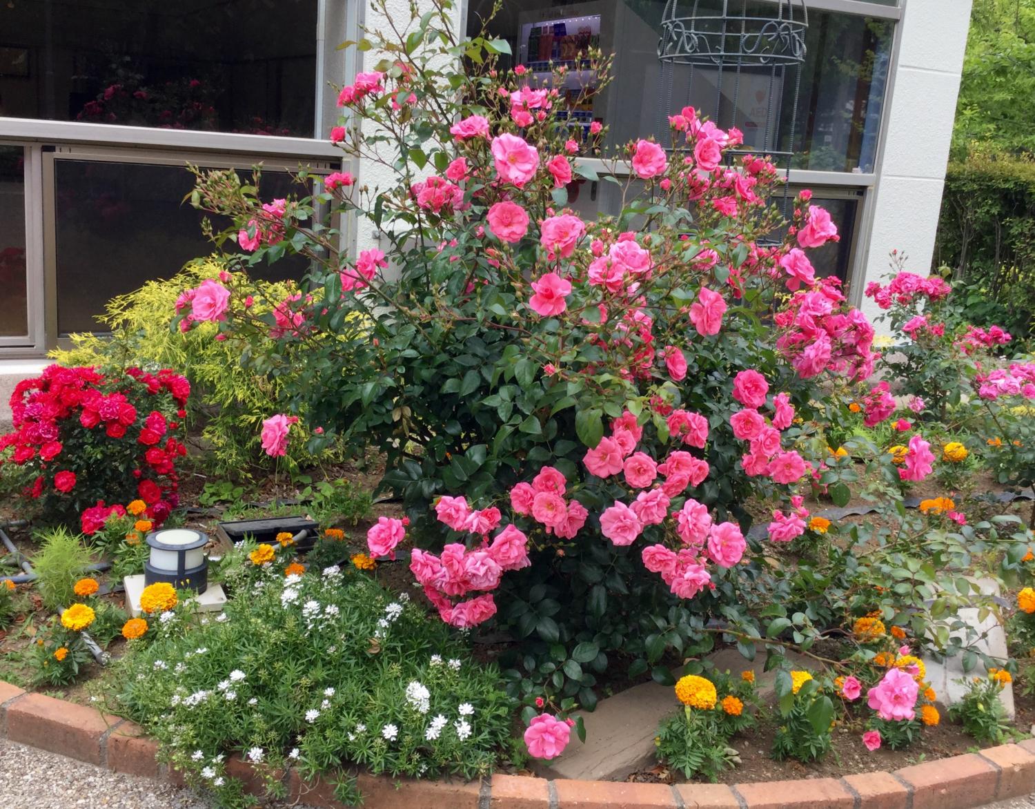 満開の薔薇 素敵！② 4