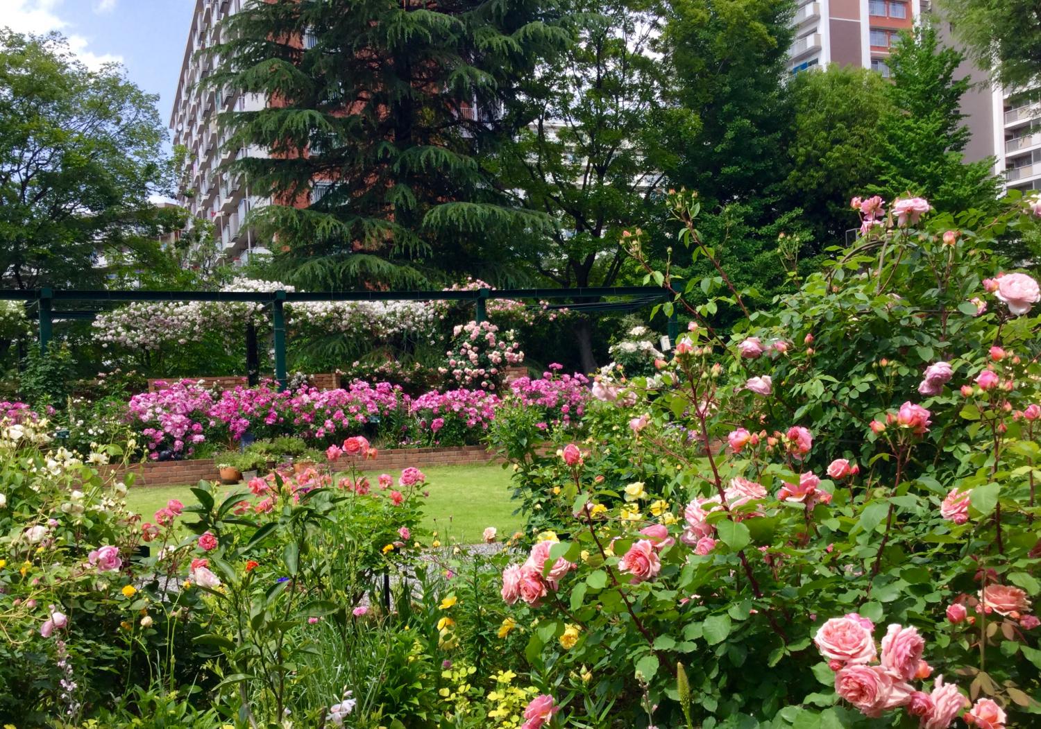 満開の薔薇 素敵！① 3