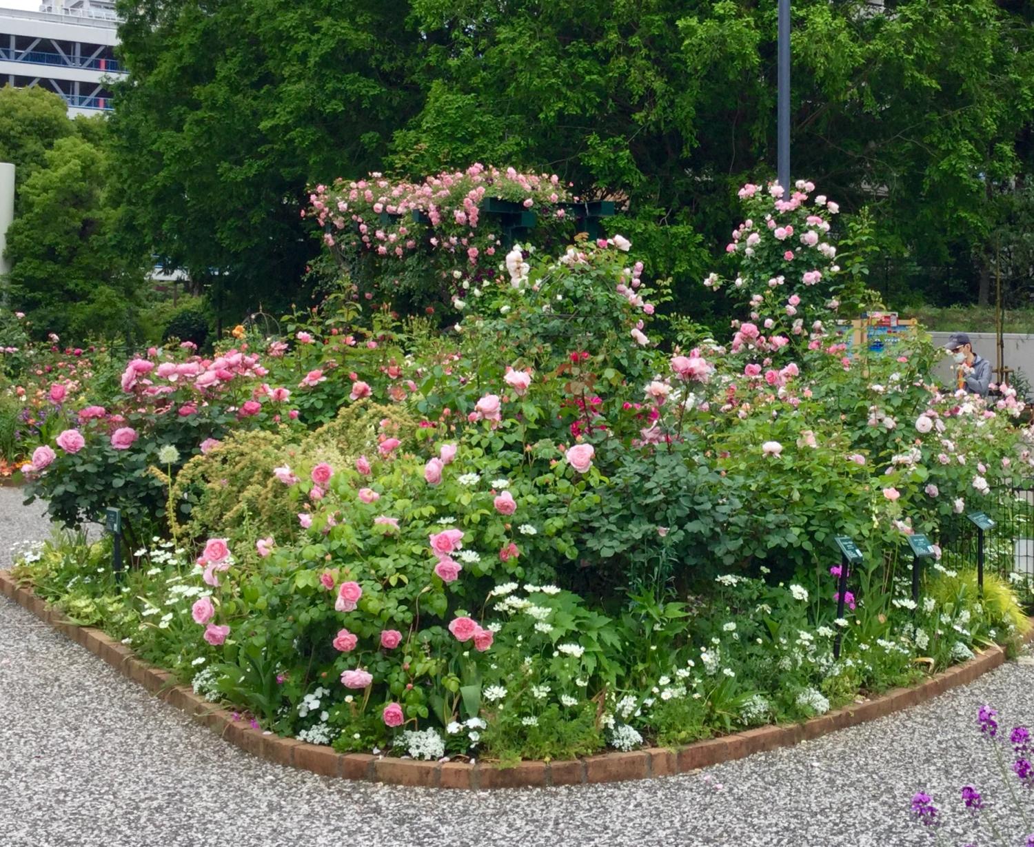 満開の薔薇 素敵！① 4