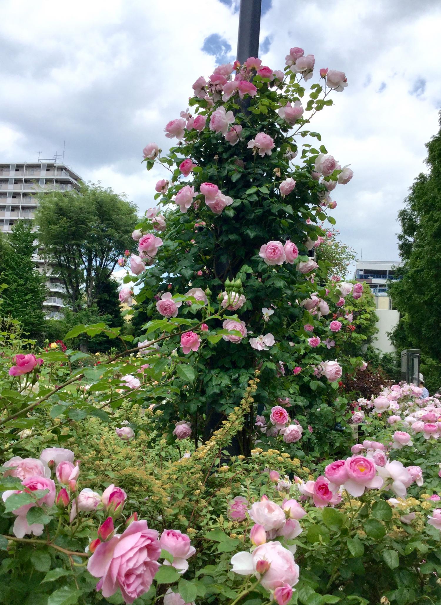 休園中の四季の香ローズガーデンへ