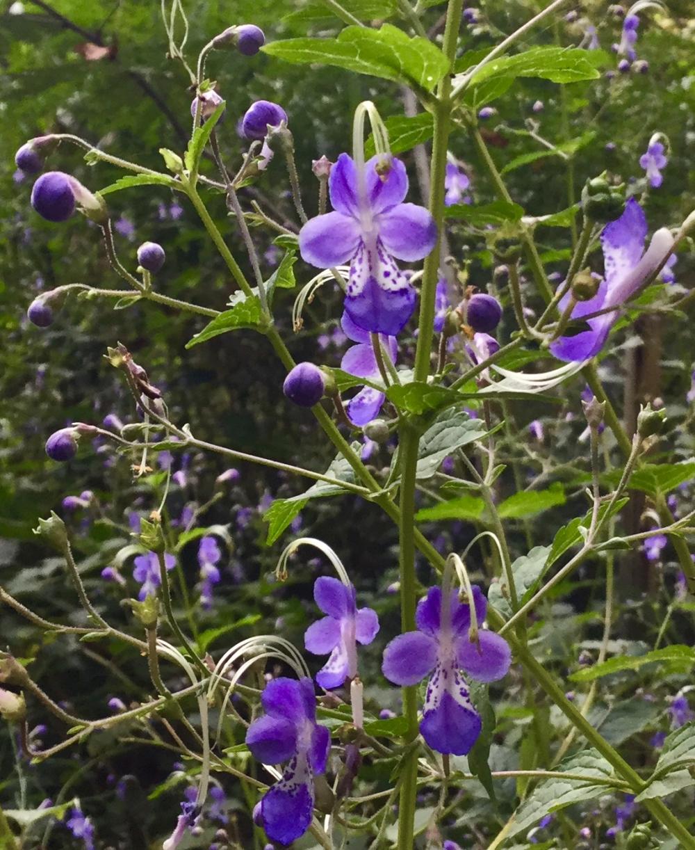 可憐な花