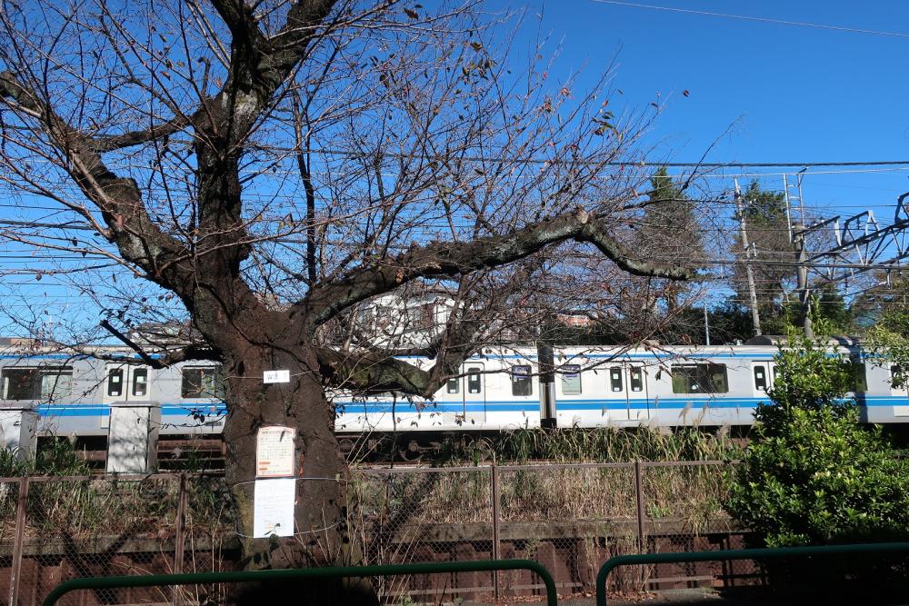 武蔵関・石神井川沿いの桜並木 画像