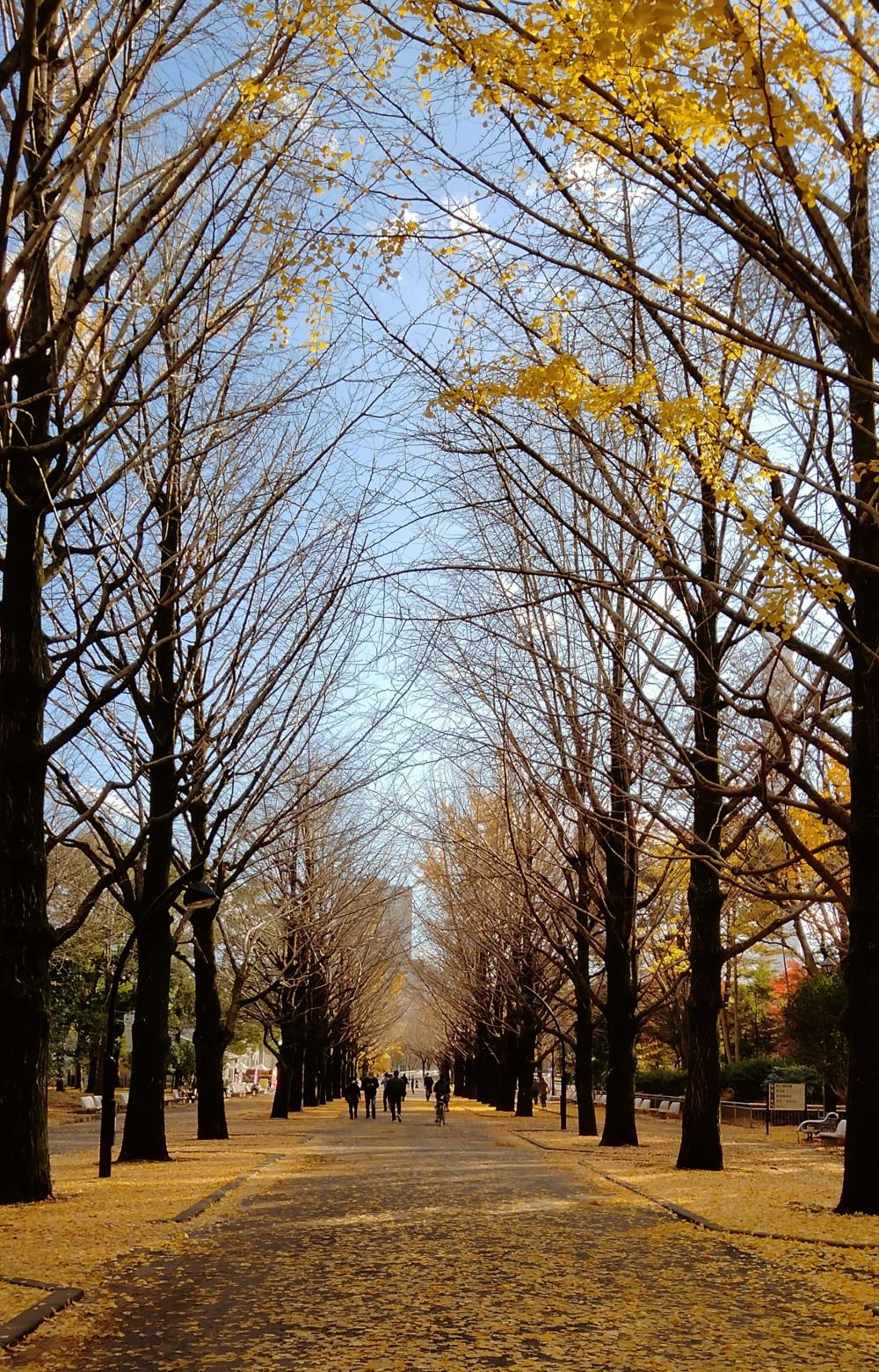 銀杏の絨毯