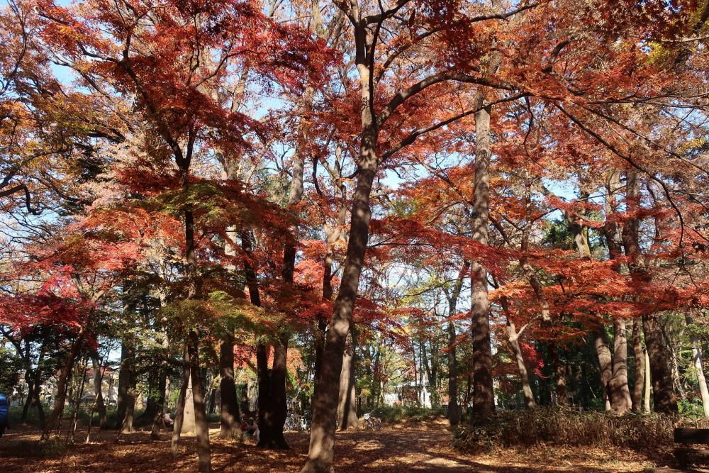 紅葉：石神井公園