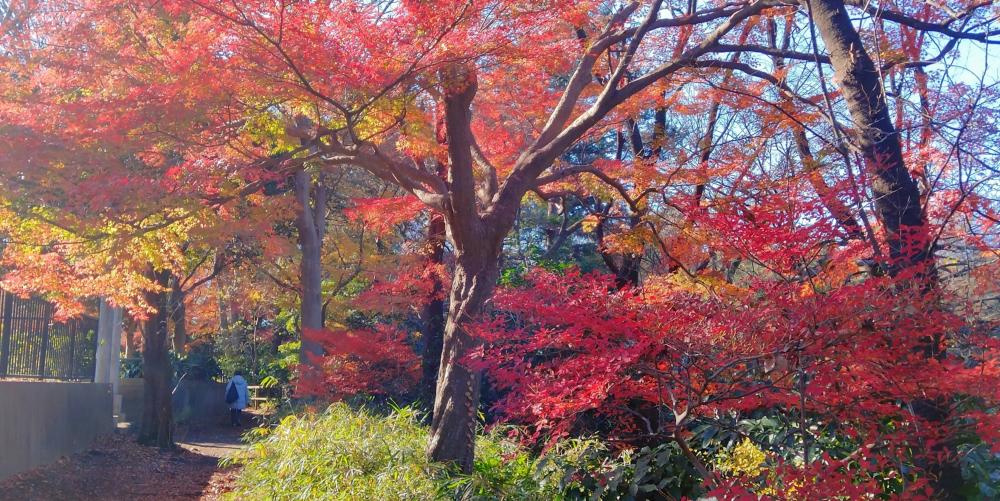 三宝寺池の紅葉
