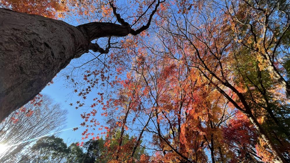 光が丘公園の紅葉