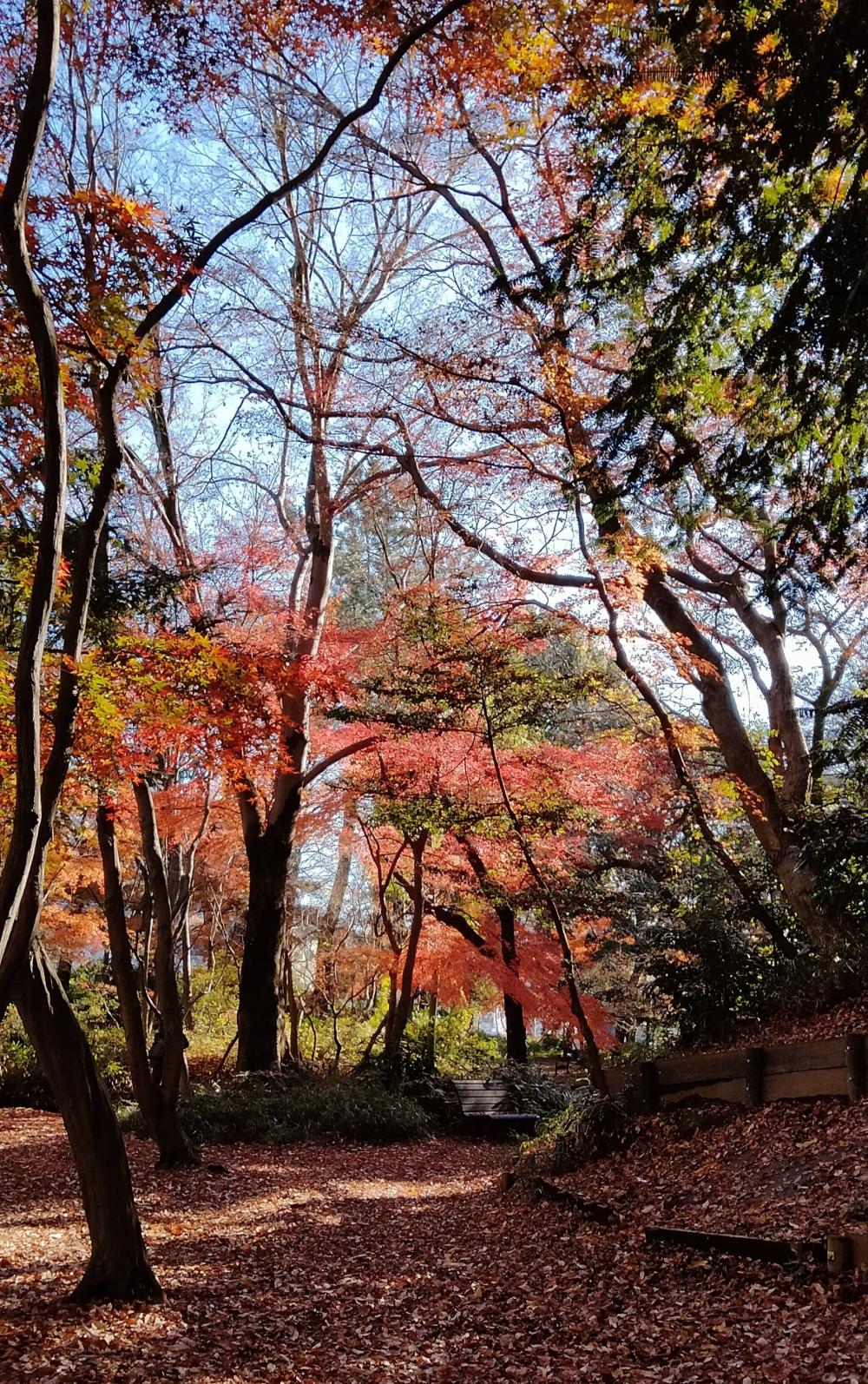 石神井公園記念庭園、史跡公園の紅葉