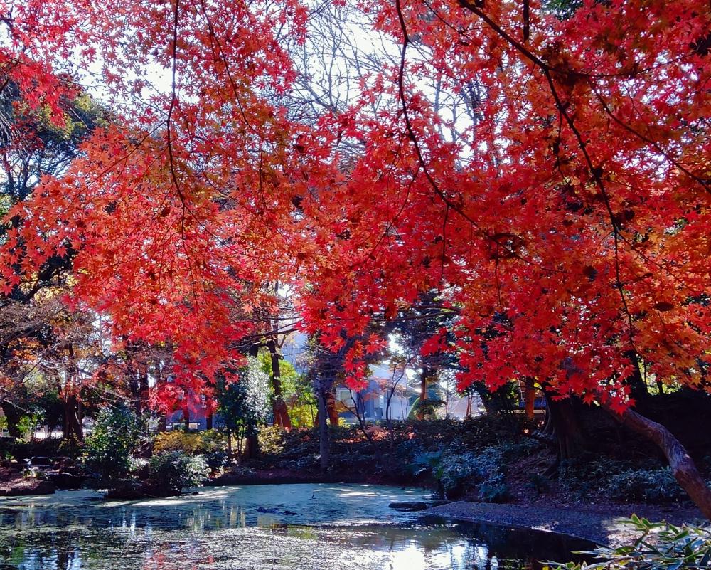 紅葉がとっても綺麗！