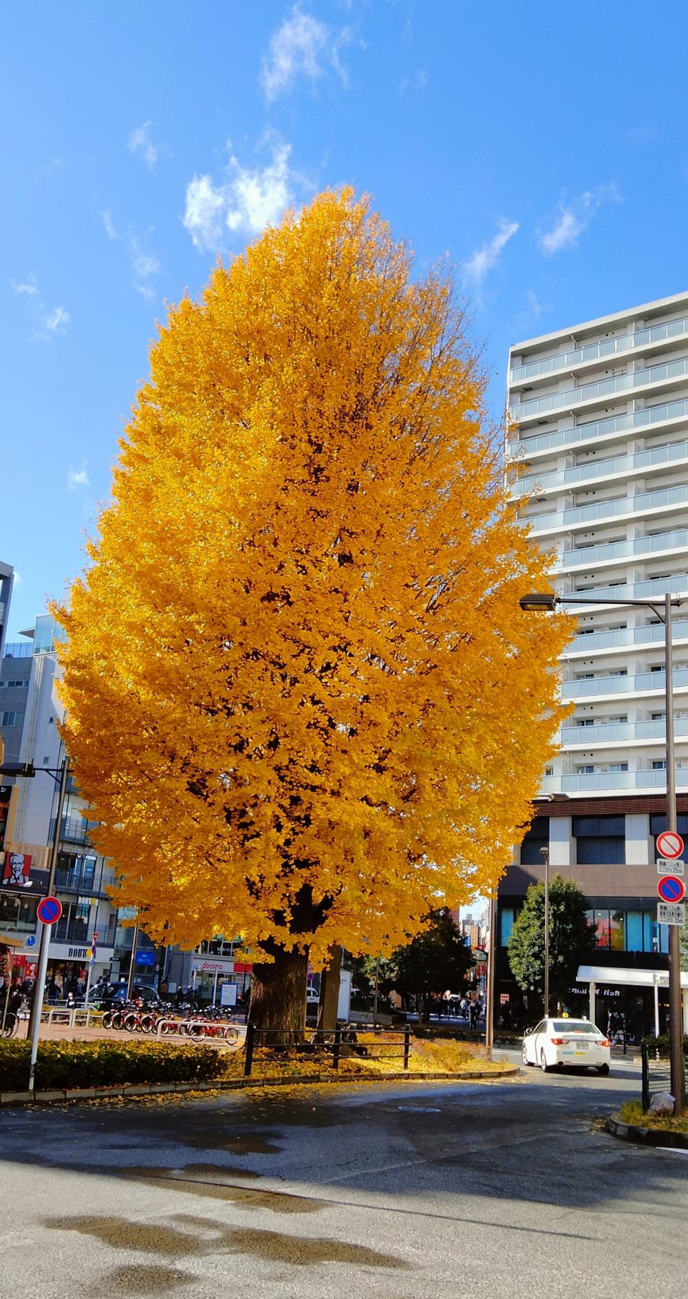 石神井公園駅のシンボルツリー