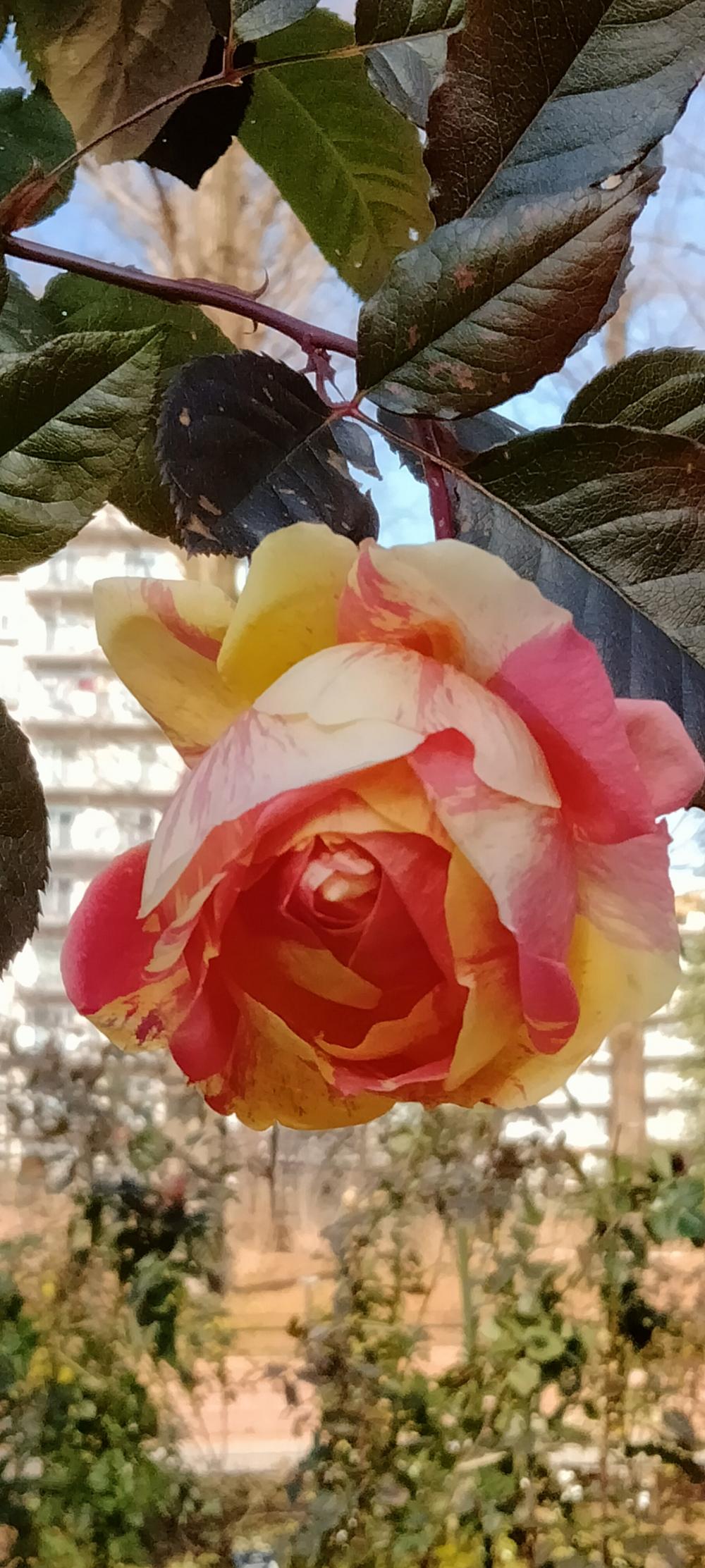 1月の四季の香ローズガーデンの薔薇