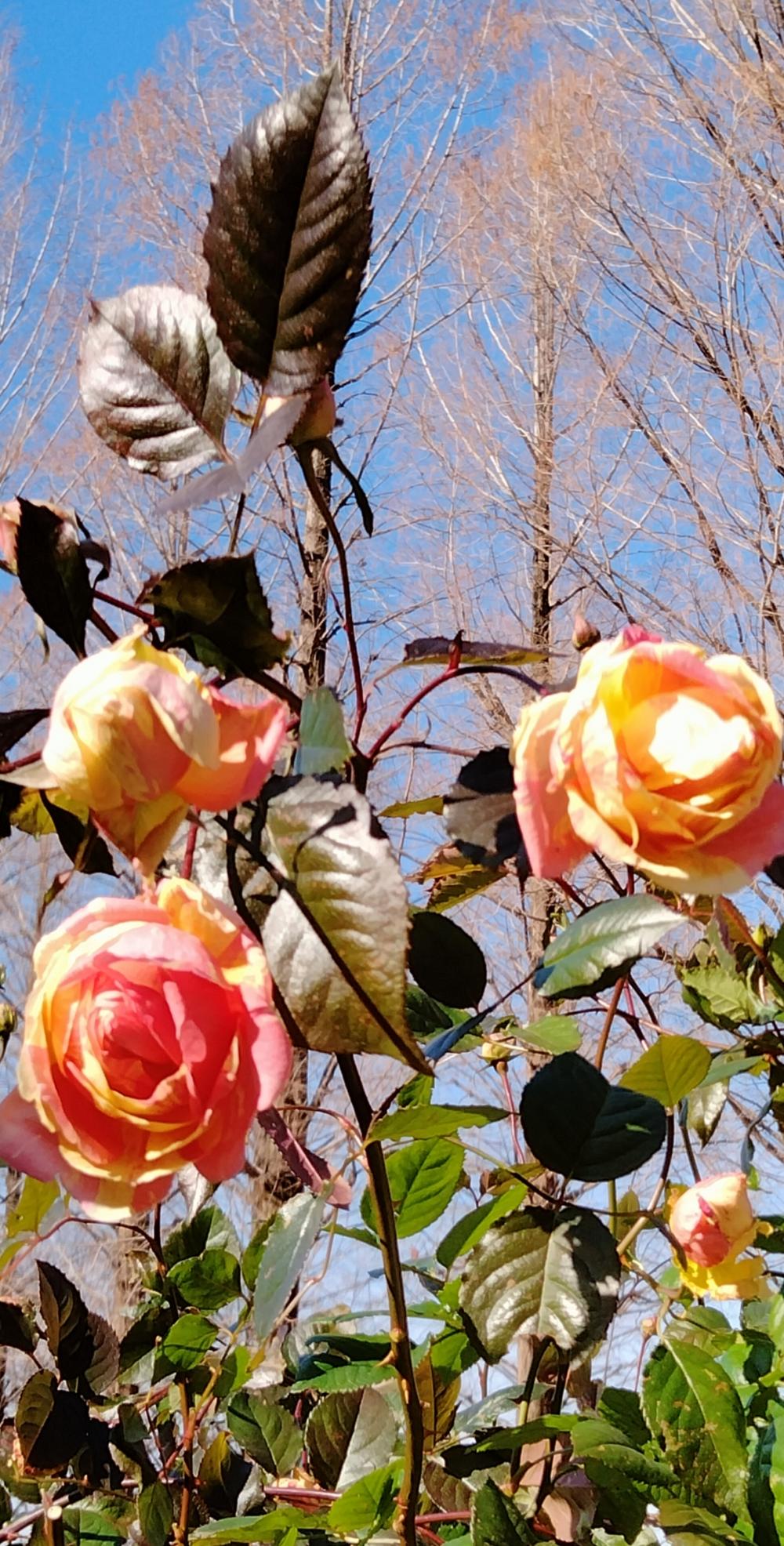 買いファッション 【1ロール】 玫瑰園 ＆繾色 梔子花＆ 星野＆ 木上花